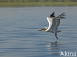 Kroeskoppelikaan (Pelecanus crispus) 