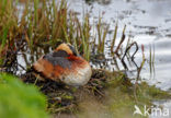 Kuifduiker (Podiceps auritus)