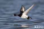 Tufted Duck (Aythya fuligula)