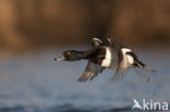 Tufted Duck (Aythya fuligula)