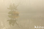 Tufted Duck (Aythya fuligula)