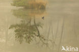 Tufted Duck (Aythya fuligula)