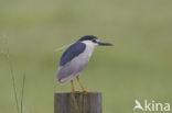 Kwak (Nycticorax nycticorax) 