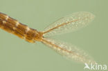 Lantaarntje (Ischnura elegans)