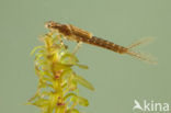 Lantaarntje (Ischnura elegans)