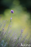 lavender (Lavandula officinalis)