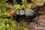 Cychrus caraboides