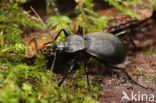 Leder Slakkenloopkever (Cychrus caraboides)