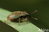 lesser clover leaf weevil (Hypera nigrirostris)