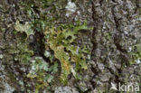 Longenmos (Lobaria pulmonaria)