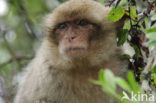 Barbary ape