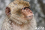 Barbary ape