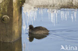 Meerkoet (Fulica atra)