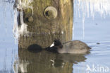 Meerkoet (Fulica atra)