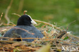 Common Coot (Fulica atra)