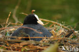 Common Coot (Fulica atra)