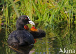 Common Coot (Fulica atra)