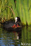 Meerkoet (Fulica atra)