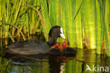 Common Coot (Fulica atra)