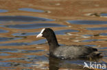 Common Coot (Fulica atra)