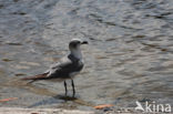 gull (Larus spec.)