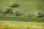 Hawthorn (Crataegus )