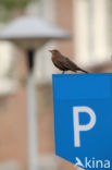 Merel (Turdus merula)