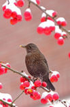 Merel (Turdus merula)