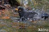 Eurasian Blackbird (Turdus merula)