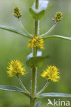 Tufted Loosestrife (Lysimachia thyrsiflora)