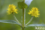 Tufted Loosestrife (Lysimachia thyrsiflora)