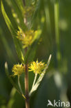 Moeraswederik (Lysimachia thyrsiflora)