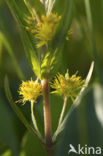 Tufted Loosestrife (Lysimachia thyrsiflora)