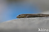 Muurhagedis (Podarcis muralis) 