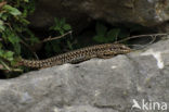 Wall Lizard (Podarcis muralis)