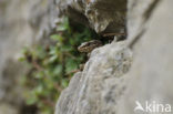 Wall Lizard (Podarcis muralis)