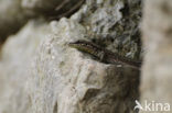 Wall Lizard (Podarcis muralis)