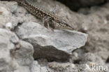 Wall Lizard (Podarcis muralis)