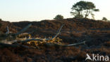 Nationaal Park Drents-Friese Wold