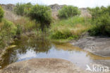 Lestes parvidens
