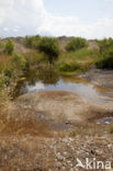 Lestes parvidens
