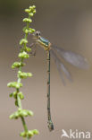 Oostelijke houtpantserjuffer (Lestes parvidens)