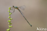 Oostelijke houtpantserjuffer (Lestes parvidens)