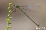 Oostelijke houtpantserjuffer (Lestes parvidens)