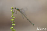 Oostelijke houtpantserjuffer (Lestes parvidens)