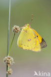 Oranje luzernevlinder (Colias croceus)