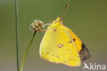 Oranje luzernevlinder (Colias croceus)