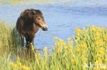 Paard (Equus spp)