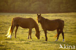 Horse (Equus spp)