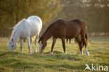 Paard (Equus spp)